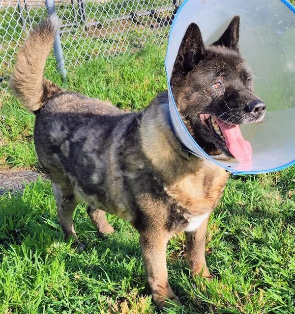 An adult large-sized female Akita dog named Jasper for adoption in Houston, TX