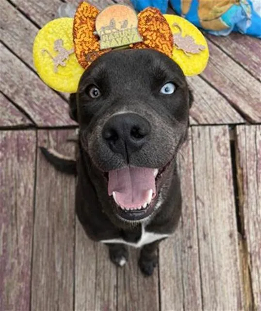 An adult large-sized male Labrador Retriever dog named Rex for adoption in San Antonio, TX