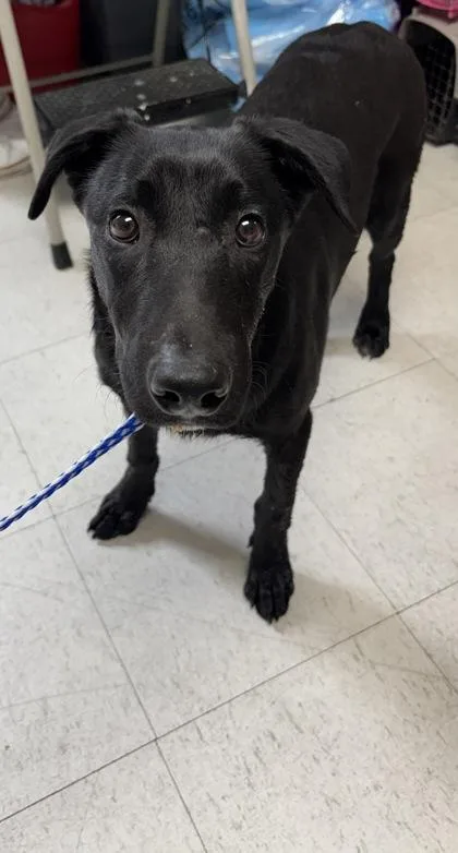 An adult medium-sized male Labrador Retriever dog named Maverick for adoption in San Antonio, TX