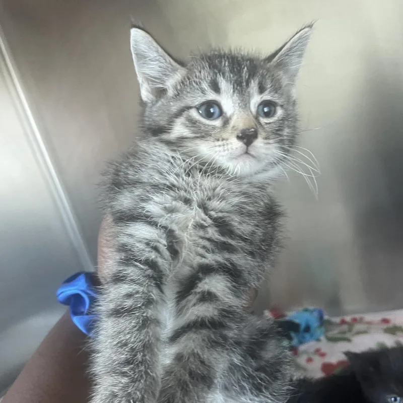 A baby small-sized female Brown / Chocolate Domestic Short Hair cat named Lady Bug for adoption in Matteson, IL
