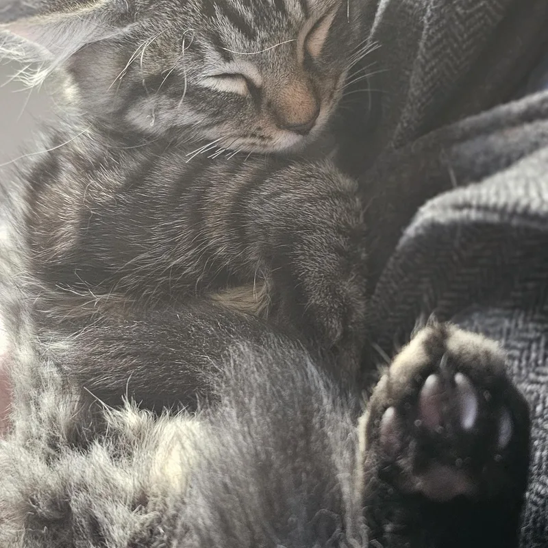 A baby medium-sized male Gray / Blue / Silver Domestic Long Hair cat named Happy for adoption in Pinedale, WY