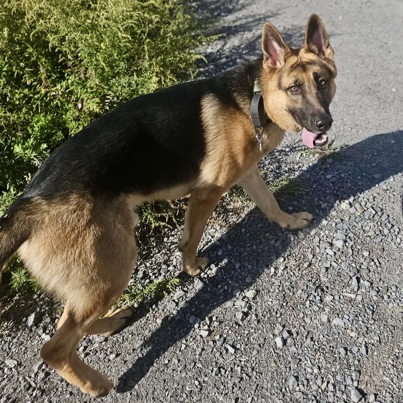 A young large-sized male German Shepherd Dog dog named Theo for adoption in Syracuse, NY