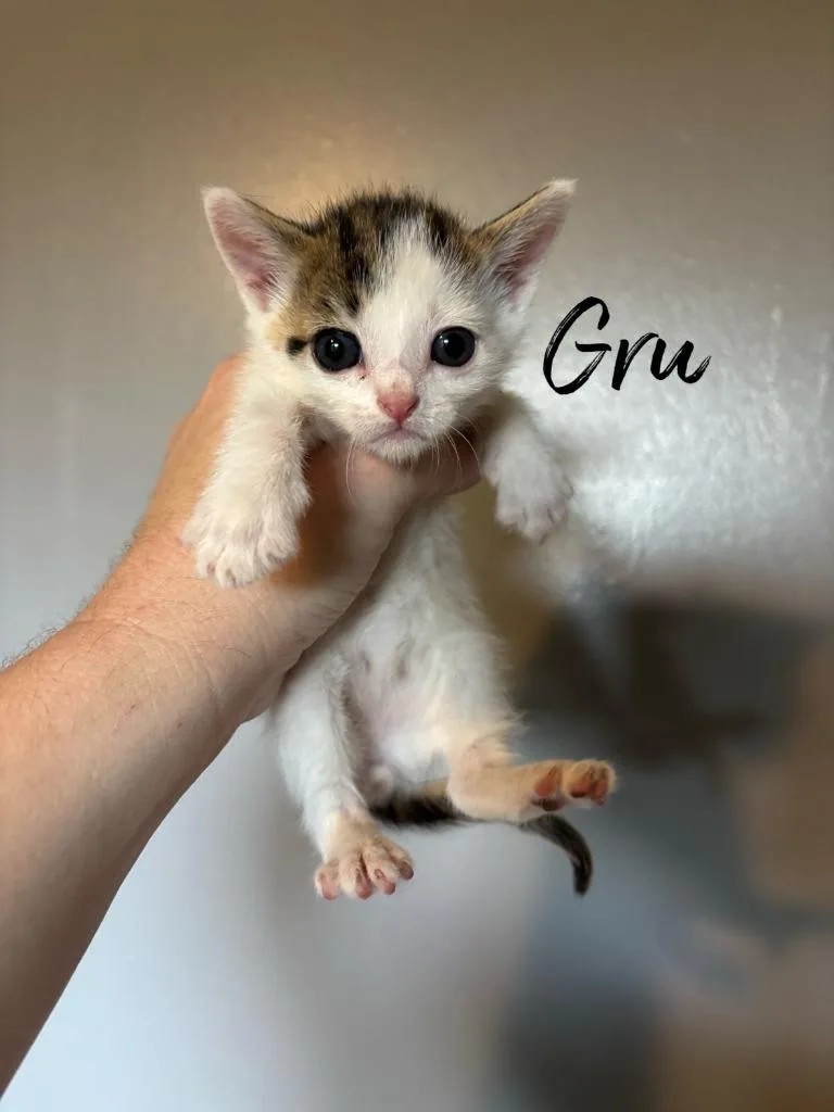 A baby small-sized male Domestic Short Hair cat named Gru for adoption in Rutherfordton, NC