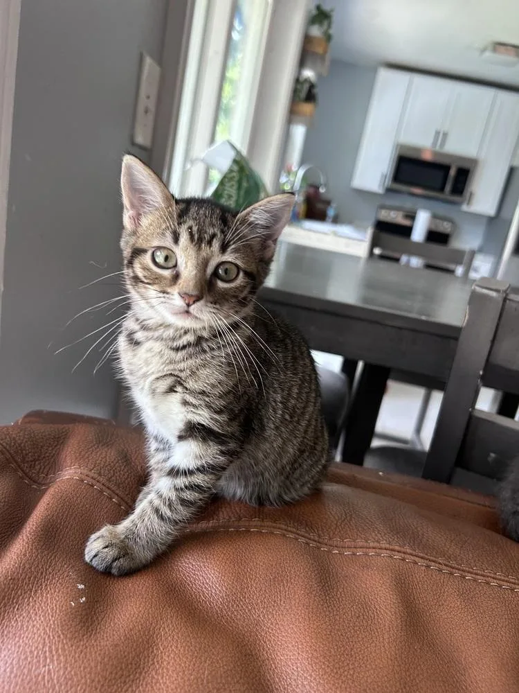A baby small-sized female Domestic Short Hair cat named Tiger Lily for adoption in Fern Park, FL