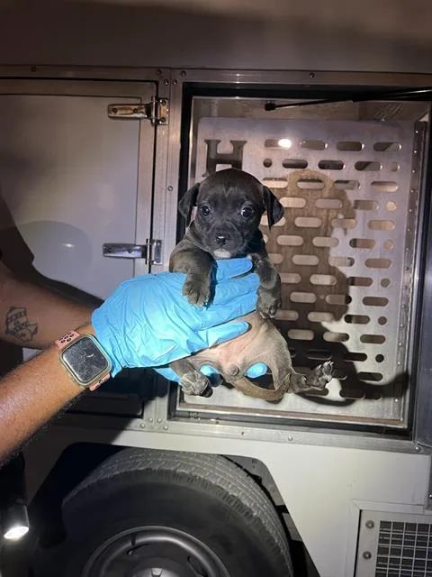 A baby small-sized female Chihuahua dog named Strawberry for adoption in San Antonio, TX