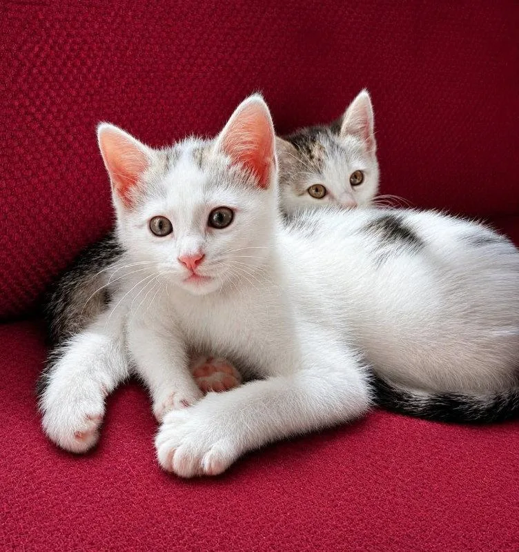 A young medium-sized male Gray & White Domestic Short Hair cat named Butler for adoption in Knoxville, TN