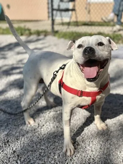 An adult large-sized female Mixed Breed dog named Ruby for adoption in Cincinnati, OH