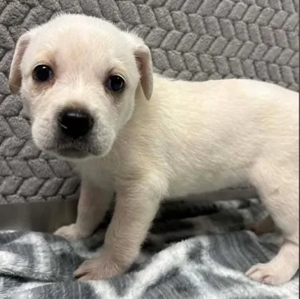 A baby medium-sized female Cattle Dog dog named Mozzie for adoption in Lampasas, TX