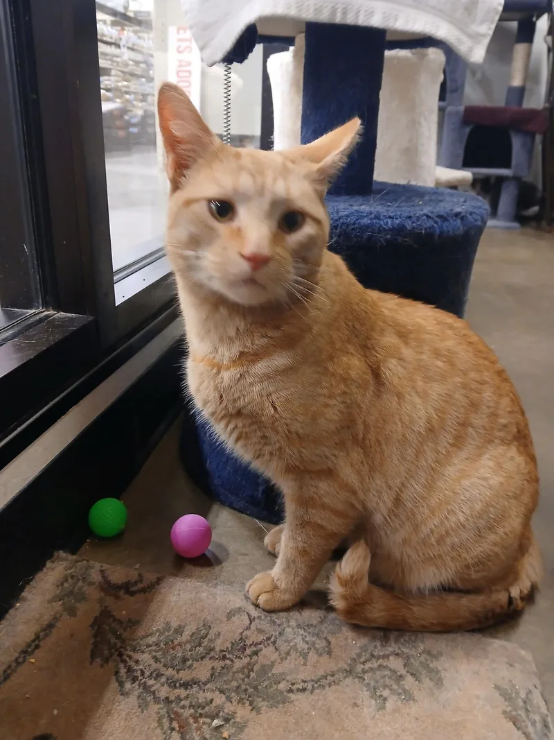 An adult medium-sized male Orange / Red Domestic Short Hair cat named Charlie for adoption in Philadelphia, PA