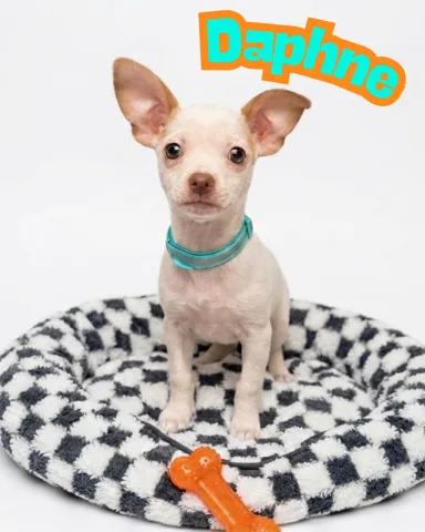 A baby small-sized female white Chihuahua dog named Daphne for adoption