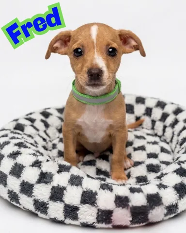 A baby small-sized unknown tan Chihuahua dog named Fred for adoption
