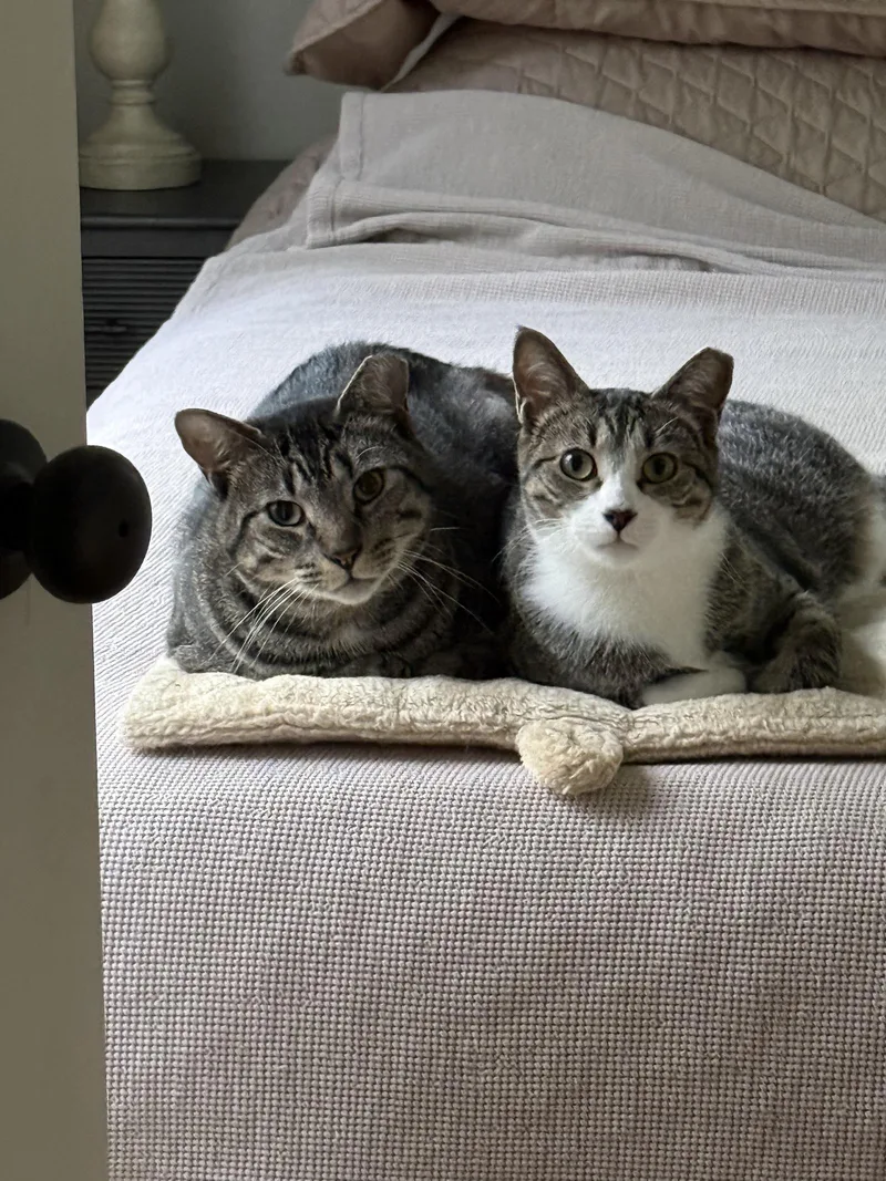 An adult medium-sized male Domestic Short Hair cat named Cubbie And Jesse for adoption in Decatur, GA