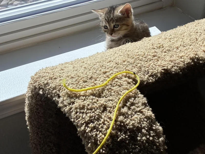 Maisey thumbnail 2