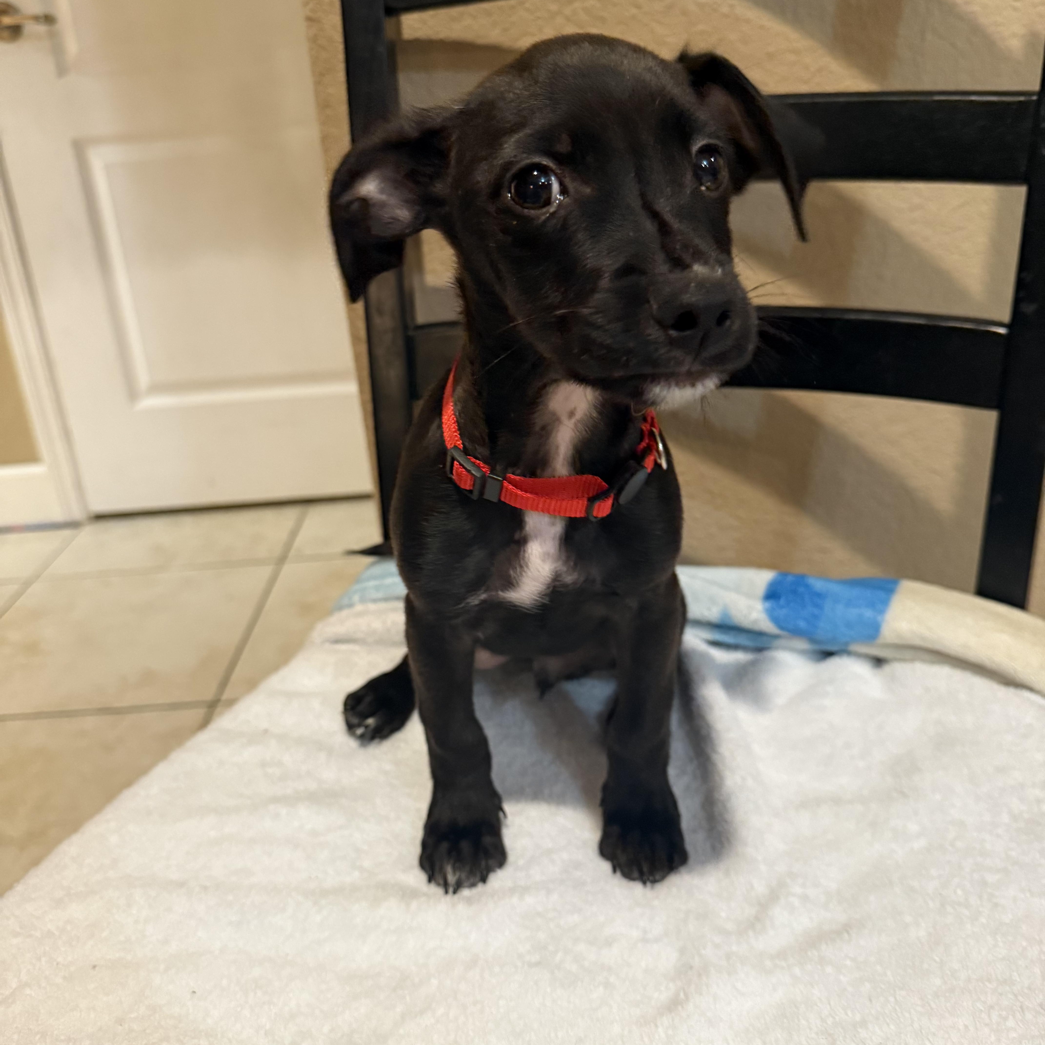 A baby small-sized male Black Chihuahua dog named Vader for adoption in Brentwood, CA