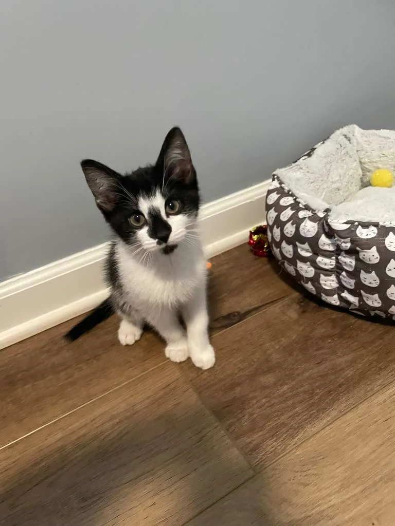 Rocky Road (bonded w. Oreo Blizzard) thumbnail 5