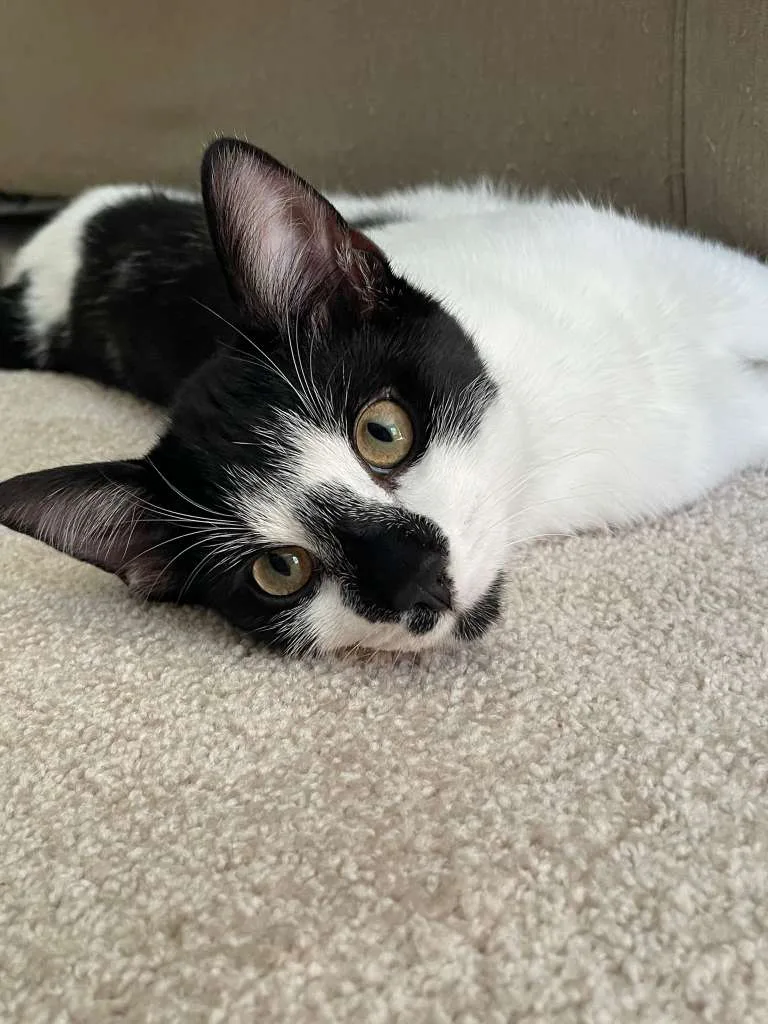 A baby small-sized male Black Domestic Short Hair cat named Rocky Road (bonded w. Oreo Blizzard) for adoption in Sandy Springs, GA