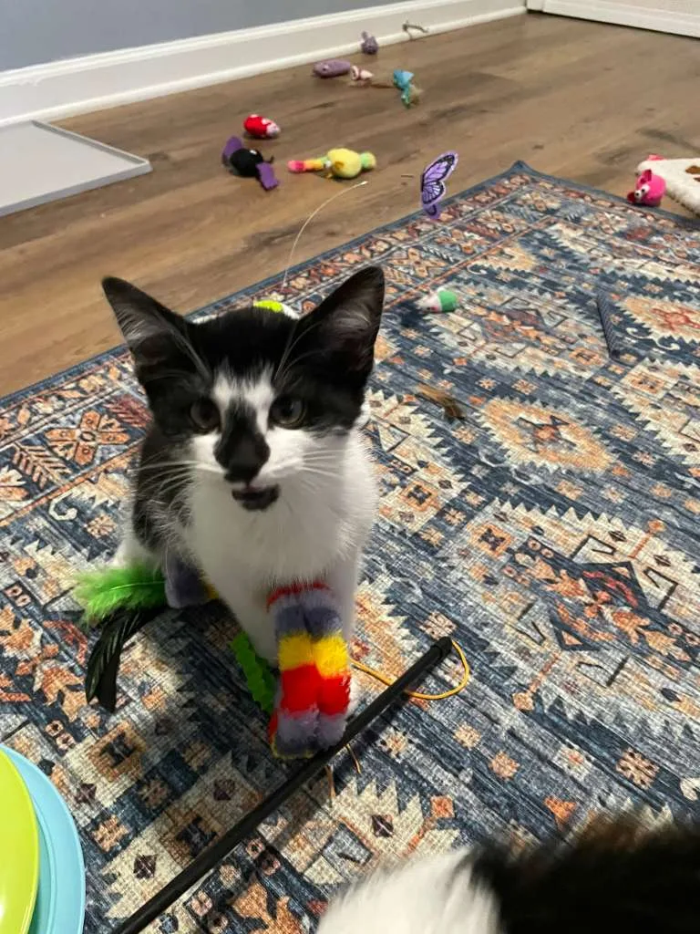 Rocky Road (bonded w. Oreo Blizzard) thumbnail 6