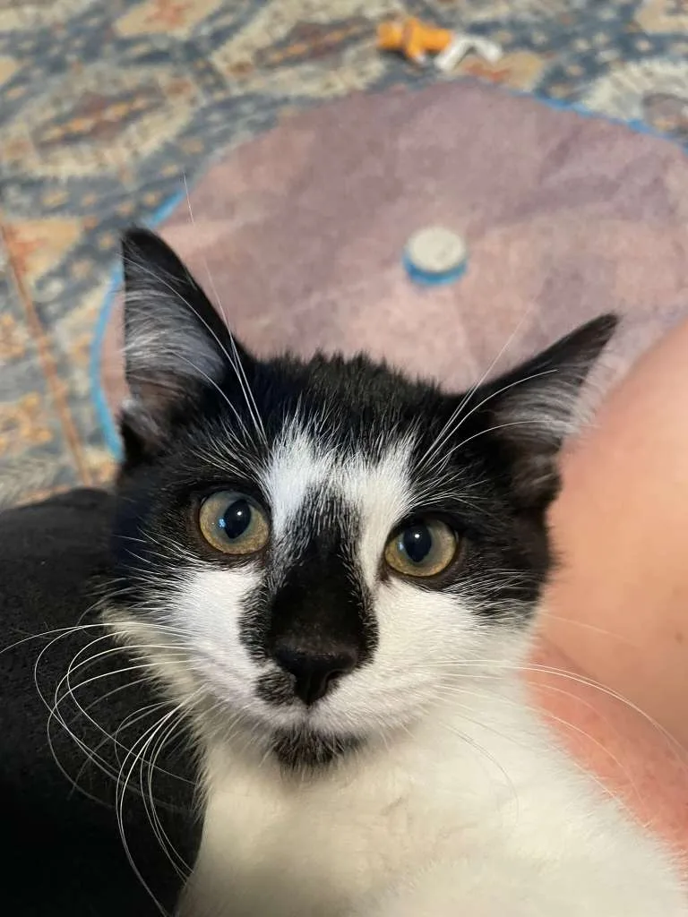 Rocky Road (bonded w. Oreo Blizzard)