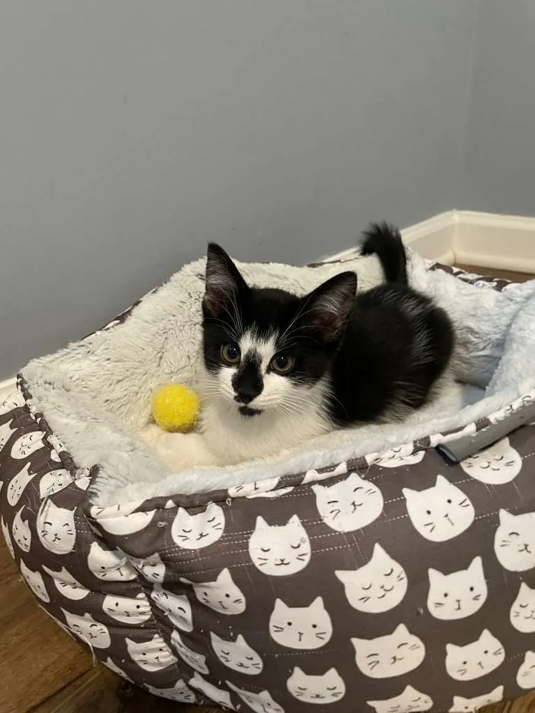 Rocky Road (bonded w. Oreo Blizzard) thumbnail 4