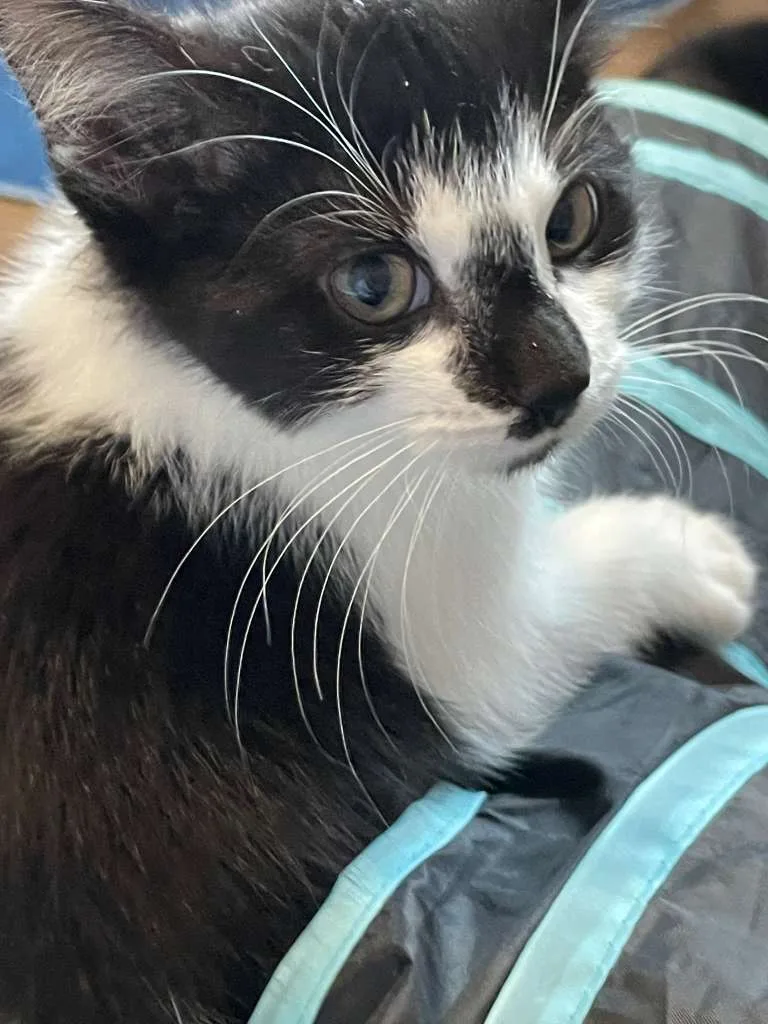 Rocky Road (bonded w. Oreo Blizzard) thumbnail 3