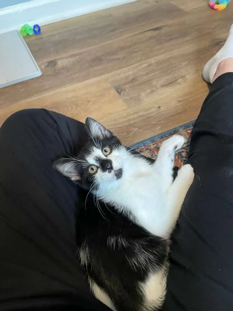 Rocky Road (bonded w. Oreo Blizzard) thumbnail 2