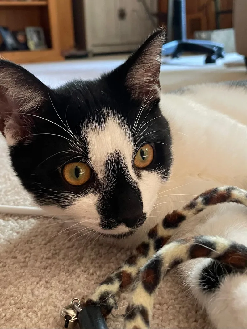A baby small-sized male Black Domestic Short Hair cat named Oreo Blizzard (bonded w. Rocky Road) for adoption in Sandy Springs, GA