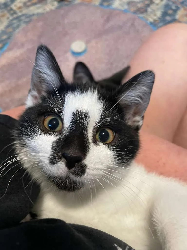 Oreo Blizzard (bonded w. Rocky Road)