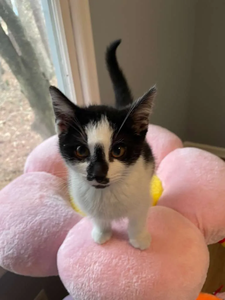 Oreo Blizzard (bonded w. Rocky Road) thumbnail 4