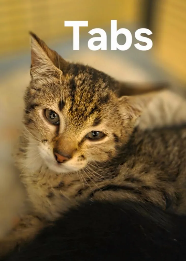 A baby small-sized male Domestic Short Hair cat named Tabs for adoption in Rutherfordton, NC