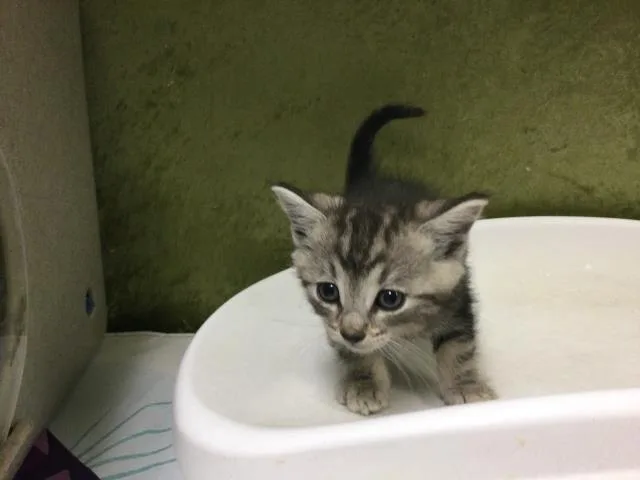 A baby small-sized male Domestic Short Hair cat named Star for adoption in Riverside, CA