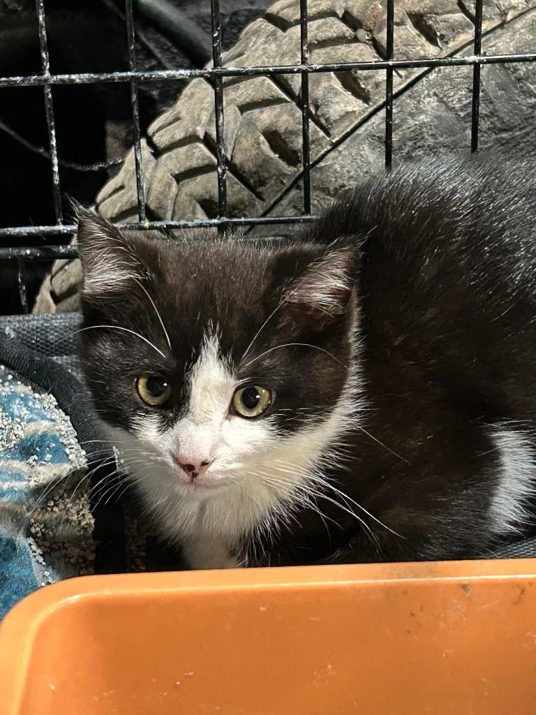 A baby medium-sized female Domestic Short Hair cat named Packard for adoption in Cloquet, MN