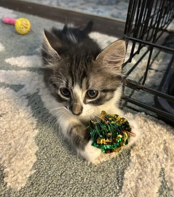 A baby small-sized female Domestic Short Hair cat named Padme for adoption in Sacramento, CA
