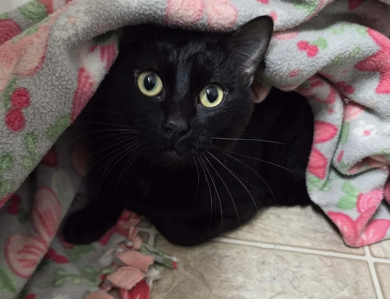 An adult medium-sized male Black Domestic Short Hair cat named Toffee for adoption in Gladstone, OR