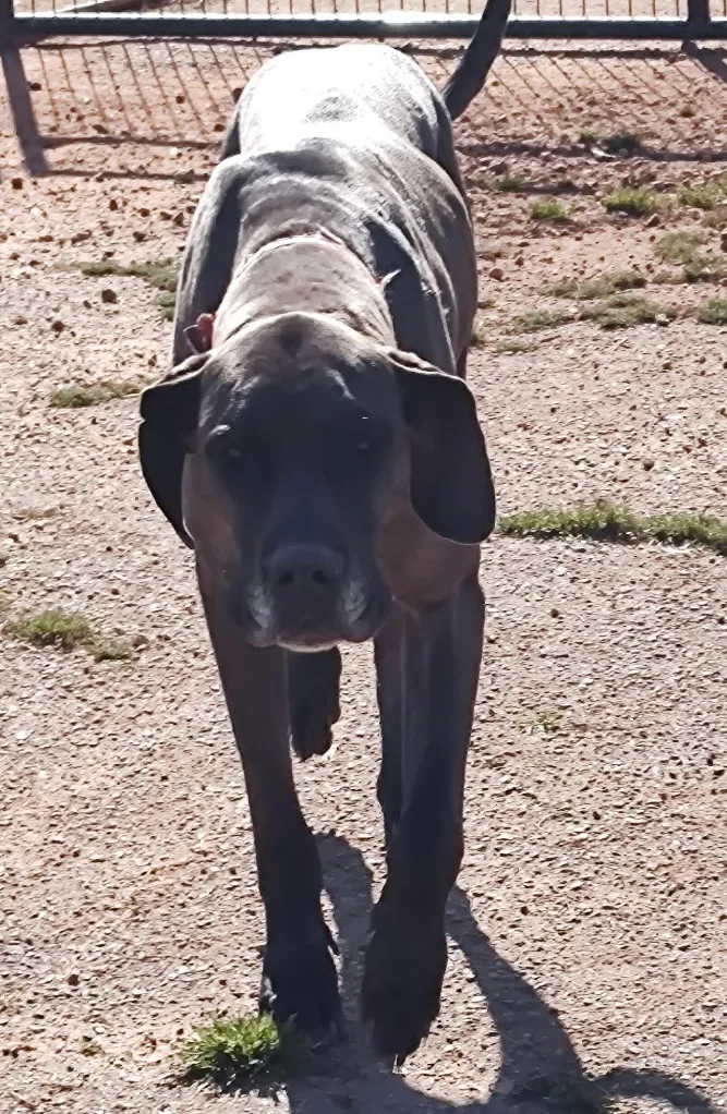 A young extra large-sized female Merle Great Dane dog named Athena for adoption