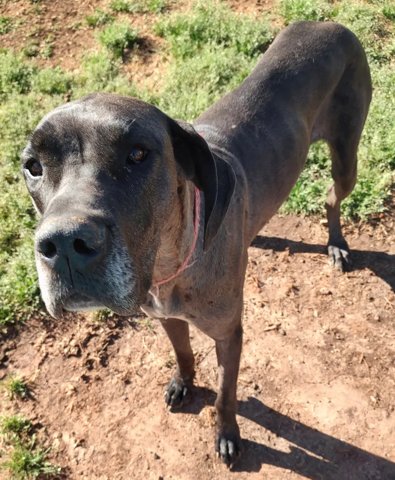 A young extra large-sized female Merle Great Dane dog named Athena for adoption