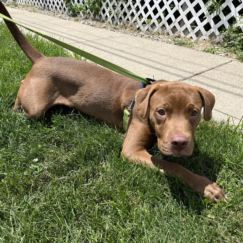 A young medium-sized male Brown / Chocolate American Staffordshire Terrier dog named Redford for adoption in Washington, PA