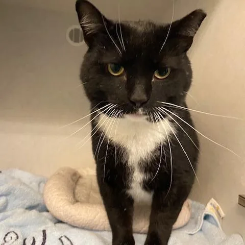 An adult large-sized male Black Domestic Short Hair cat named Big Buford for adoption in Dayton, OH