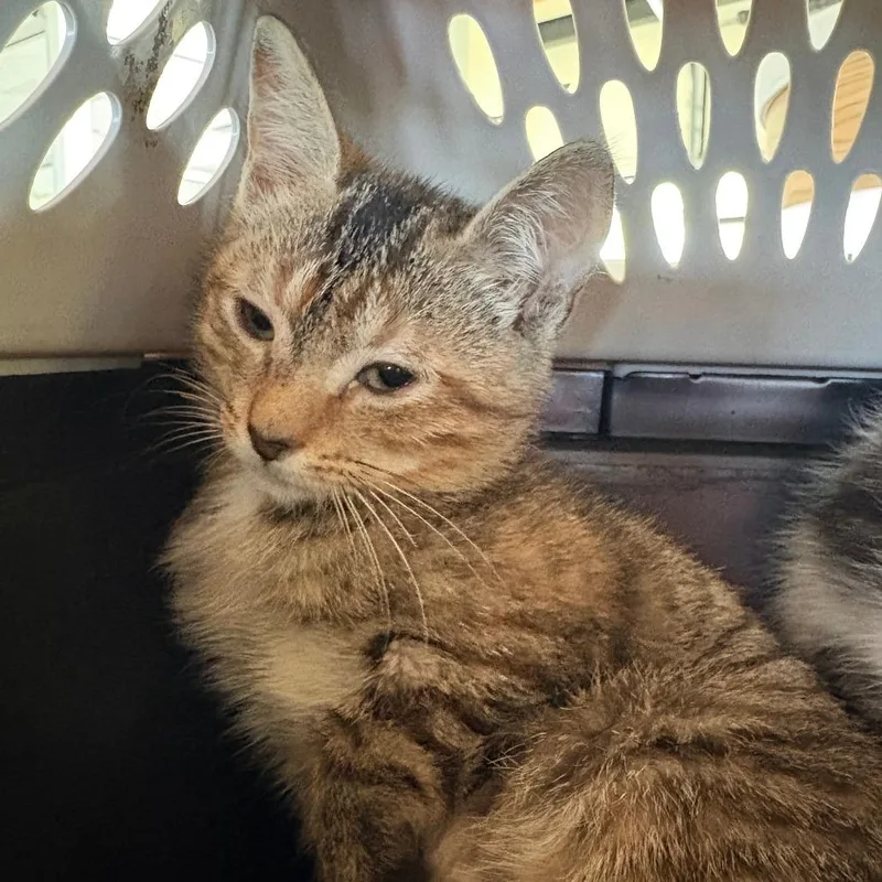 A baby small-sized female Torbie Domestic Short Hair cat named Serenity for adoption in Leander, TX