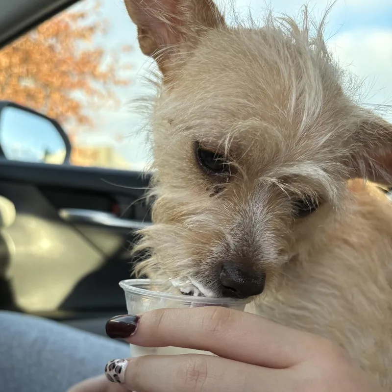 A young small-sized female Yellow / Tan / Blond / Fawn Terrier dog named Butters for adoption in Bellingham, WA