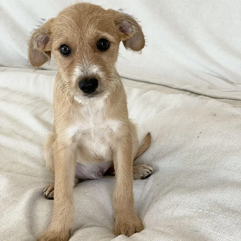 Sweet Walsh thumbnail 3