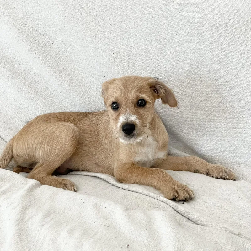 Sweet Walsh thumbnail 4