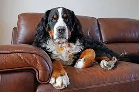 A senior small-sized female Grey Alaskan Malamute dog named Kile for adoption in Virginia, Washington