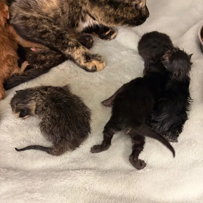A baby small-sized female Black Domestic Short Hair cat named Sweetums for adoption in Greensboro, GA
