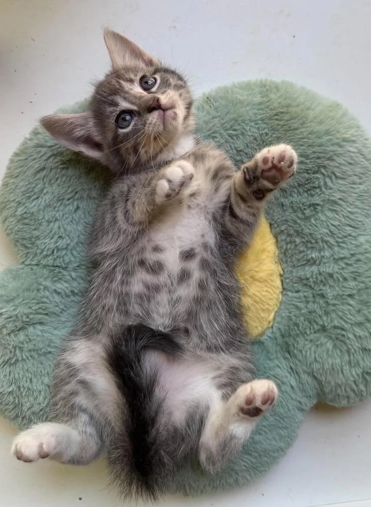 A baby small-sized male Gray & White Domestic Short Hair cat named Breezy for adoption in Bossier City, LA