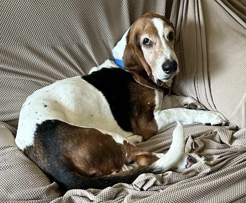 A senior medium-sized male Tricolor (Brown, Black, & White) Basset Hound dog named Otis for adoption in Auburndale, FL