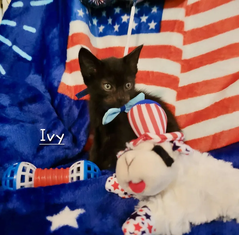 A baby medium-sized male Black Domestic Short Hair cat named Ivy for adoption in Penndel, PA