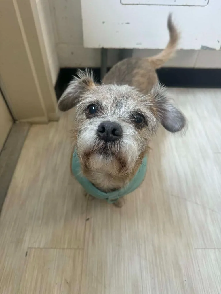 A senior medium-sized male Rat Terrier dog named Toby for adoption in Marion, OH