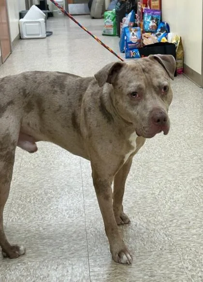 An adult medium-sized male Pit Bull Terrier dog named Merlin for adoption in Hamilton, NJ