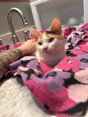 A young medium-sized female Calico Domestic Short Hair cat named Cookie for adoption in Mokena, IL