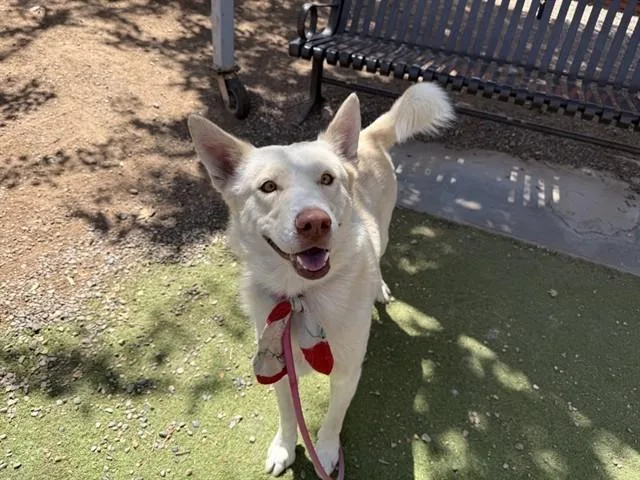 A young large-sized male Siberian Husky dog named Simon for adoption in Phoenix, AZ